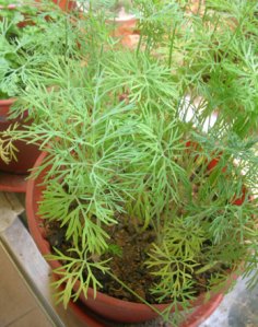 dill-turning-yellow