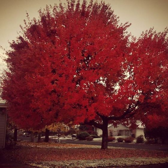 12093446_852400998214915_19326485_n